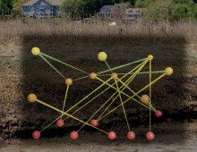 Salt Marsh Food Webs & Ecosystem Function