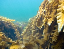 Kelp Forests and Climate Change